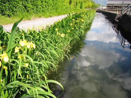 今川の黄菖蒲