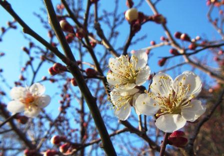 梅の花