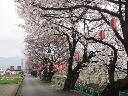 0325山伏川の桜