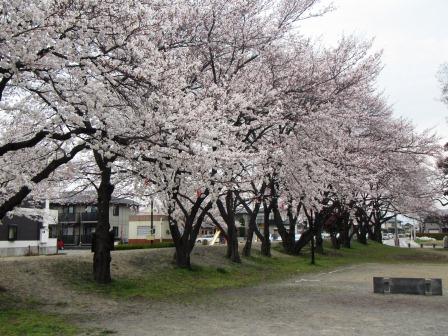 0325河西諏訪神社の桜