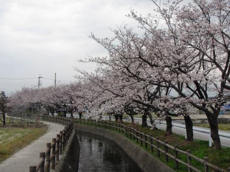 0325今川の桜