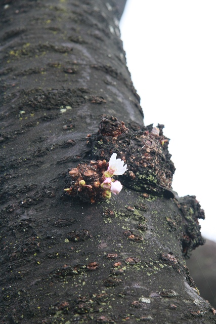 0319山伏川桜開花!