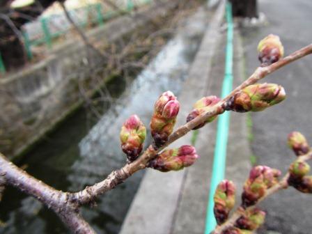 0318桜のつぼみ