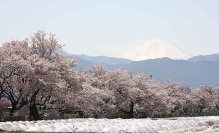 山伏川桜の画像1