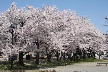 諏訪神社桜の画像1