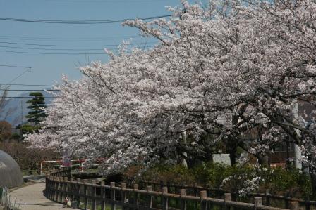 今川桜の画像3