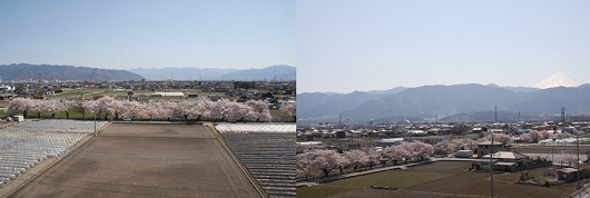 山伏川桜上から