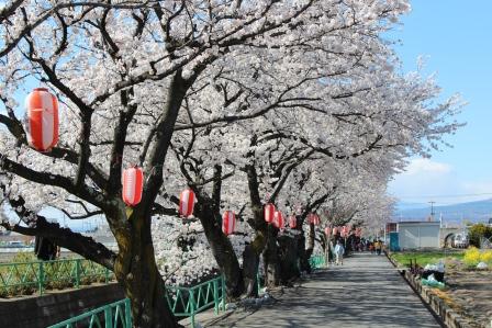 山伏川桜の画像3