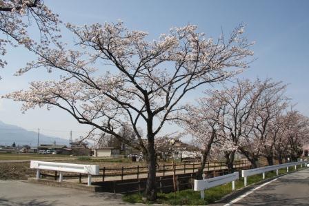 今川桜の画像4