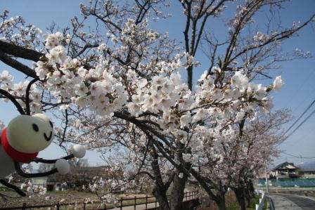 今川桜の画像5