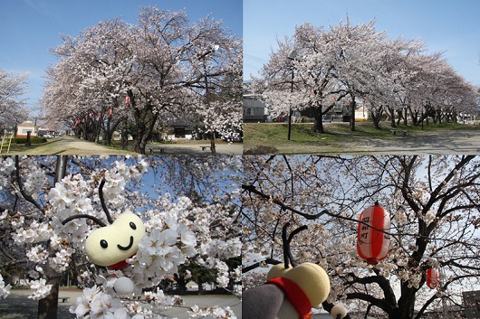 諏訪神社桜の画像3