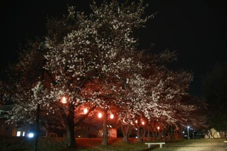 諏訪神社夜桜