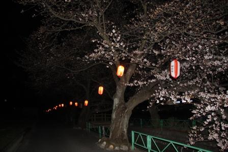 山伏川夜桜