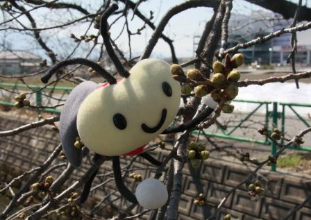山伏川桜のつぼみ