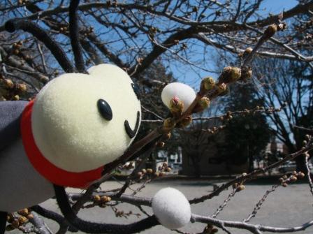 諏訪神社桜のつぼみ