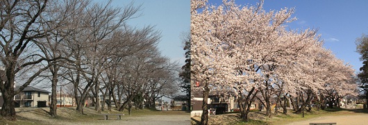 諏訪神社桜の画像4