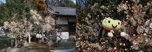 諏訪神社梅