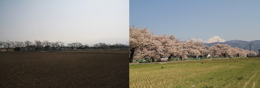 山伏川桜の画像5