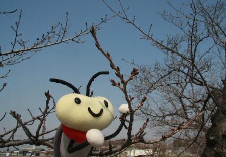今川蕾