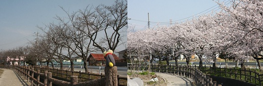 今川桜の画像1
