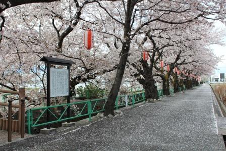 山伏川桜(土曜日)2
