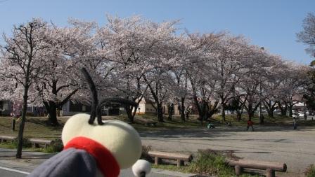 ほたるん(諏訪神社1)