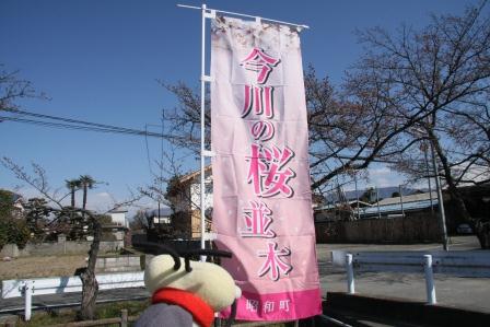桜(今川1)