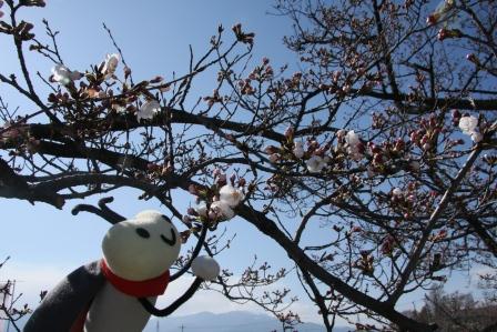 桜(今川2)