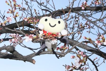 桜(今川3)