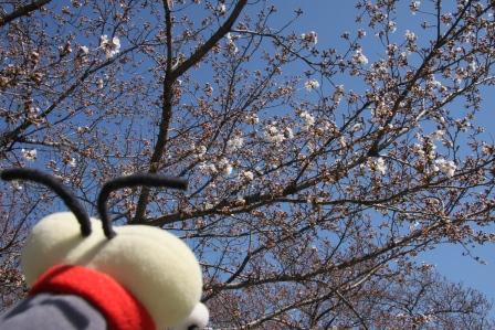 桜(諏訪神社2)