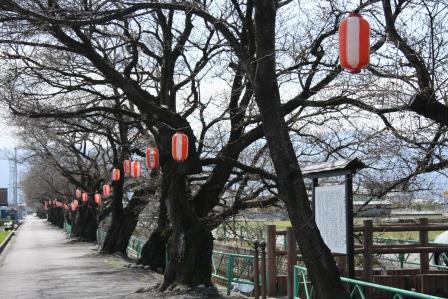 桜2015(山伏川)
