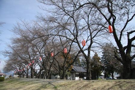 桜2015(諏訪神社)