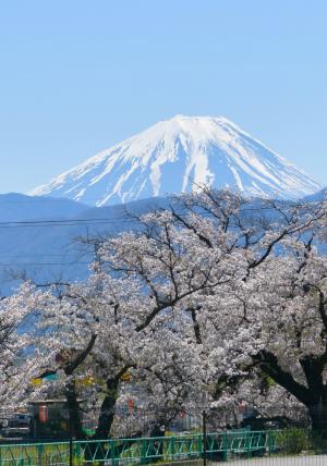 410山伏川の桜と富士山
