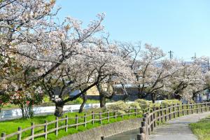 410今川桜