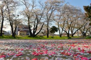 諏訪神社の桜