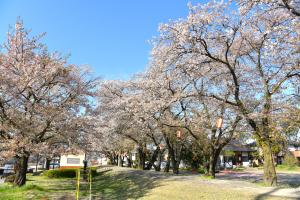 諏訪神社の桜2