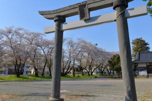 諏訪神社の桜3