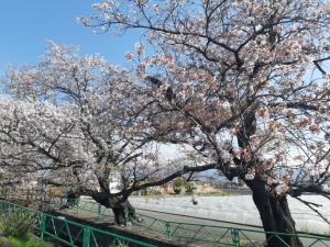 0412山伏川の桜
