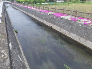 今川と芝桜