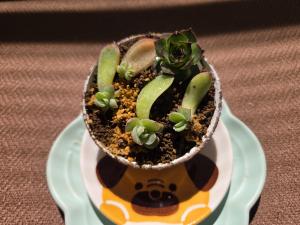 和菓子さん4月3日