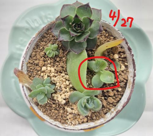 4月27日