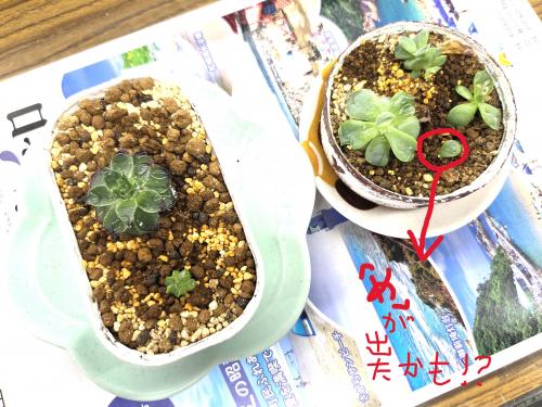 葉っぱさんから芽