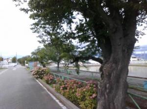 3-1-16山伏川（中島）.jpg